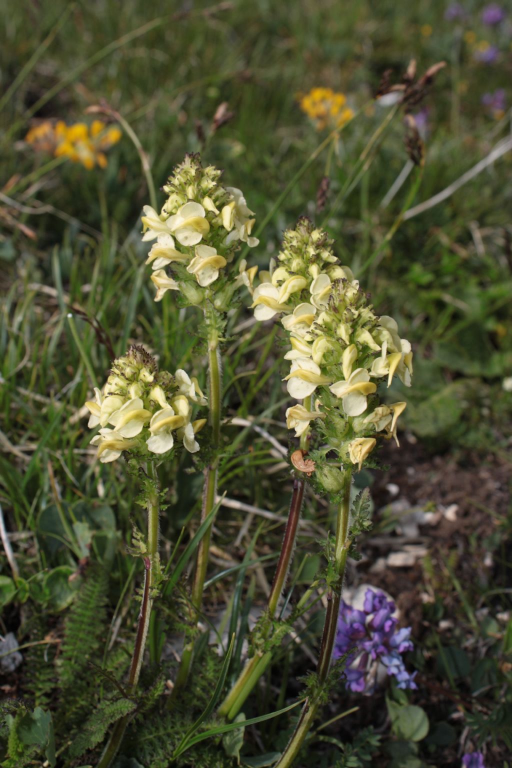 Pedicularis elongata